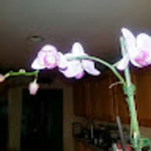 Meet your Posher, Vielka